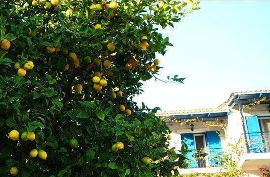 Villa Fiorita Palaiokastritsa Exterior foto